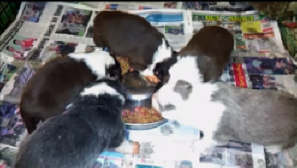 pups feeding